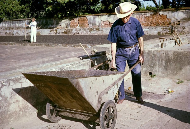 Farmer with a large metal wheelbarrow harvesting coffee on the farm, Fazenda Sant' Anna, Campinas, Brazil, South America 1962, South America