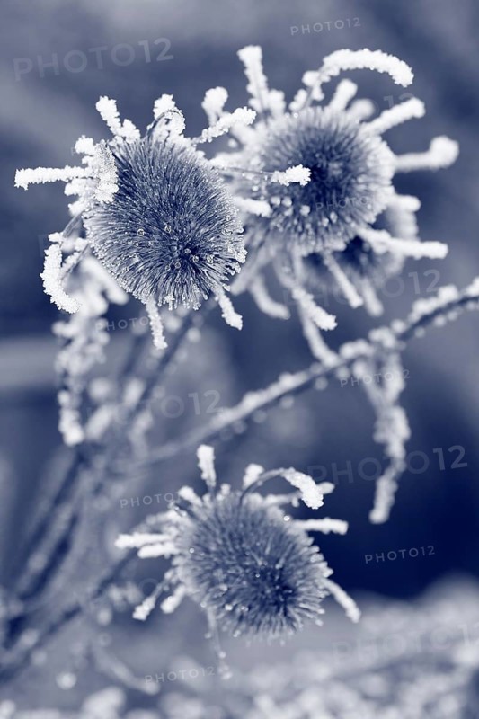 Wild teasel (Dipsacus fullonum), dried inflorescences with hoarfrost, monochrome North Rhine-Westphalia, Germany, Europe