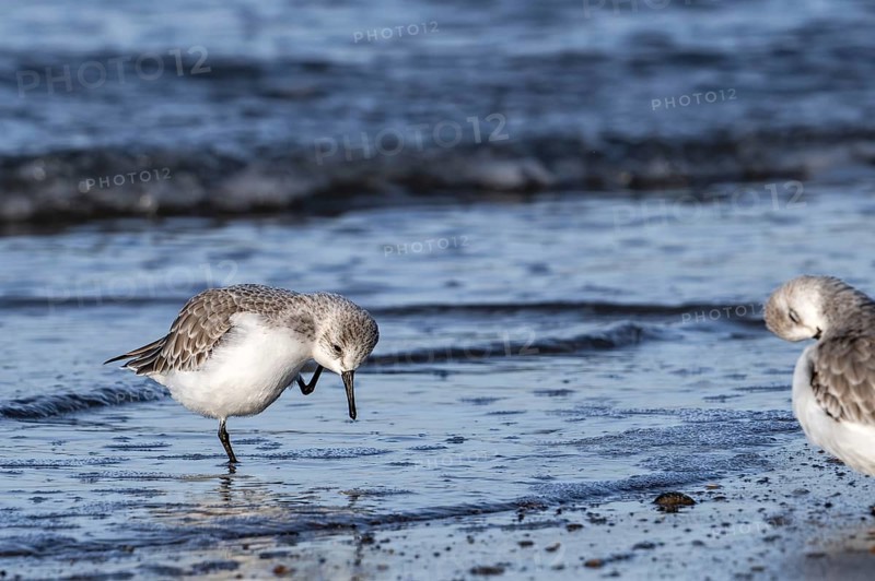 Sanderling (Calidris alba) in non-breeding plumage scratching head with leg on the beach along the North Sea coast in late autumn, winter