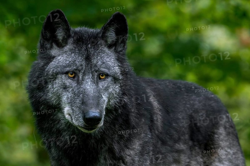 Black Northwestern wolf, Mackenzie Valley wolf, Alaskan timber wolf, Canadian timber wolf (Canis lupus occidentalis), largest grey wolf subspecies