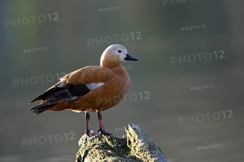 Ruddy shelduck (Tadorna ferruginea), Heiligenhaus, North Rhine-Westphalia, Germany, Europe