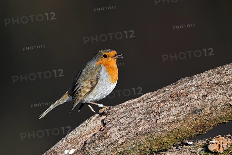 European robin (Erithacus rubecula), adult bird, Dingdener Heide nature reserve, North Rhine-Westphalia, Germany, Europe