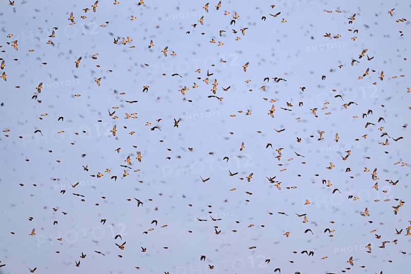 Approximately 1 million bramblings (Fringilla montifringilla), in flight over their roost at dusk, Oberaargau, Canton Bern, Switzerland, Europe