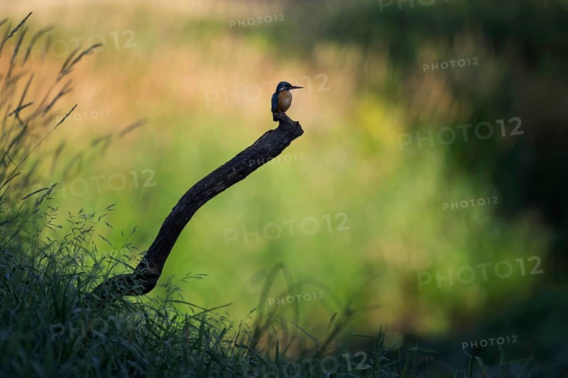 Kingfisher (Alcedo atthis) young male on root, hunting, habitat, habitat, searching for food, shallow water zone, reed bed, flying gem, sunrise, portrait, Middle Elbe Biosphere Reserve, Saxony-Anhalt, Germany, Europe