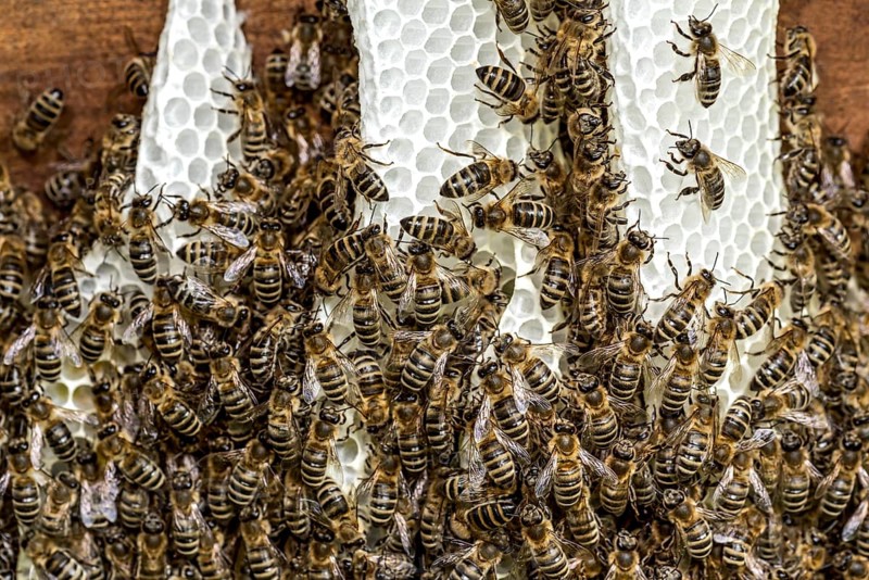 Bee colony, many bees, Western or European honey bee (Apis mellifera), wild construction of natural honeycomb outside of beehive, beeswax, fresh, white, honeycomb, Nidda, Wetterau, Hesse, Germany, Europe