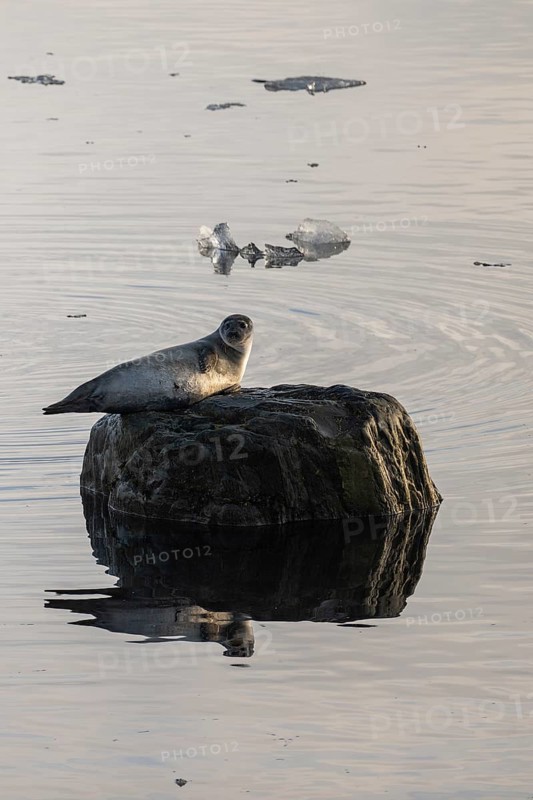 Seal on a rock in the water, Midtholmen Island, near Ny-Ålesund, Kongsfjord, Spitsbergen, Svalbard and Jan Mayen archipelago, Norway, Europe