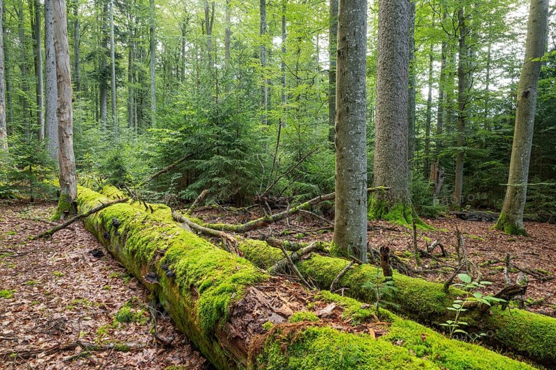 Mixed mountain forest with copper beech (Fagus sylvatica) and spruce (Picea abies), lying deadwood overgrown with moss, Bavarian Forest National Park, Bavaria, Germany, Europe