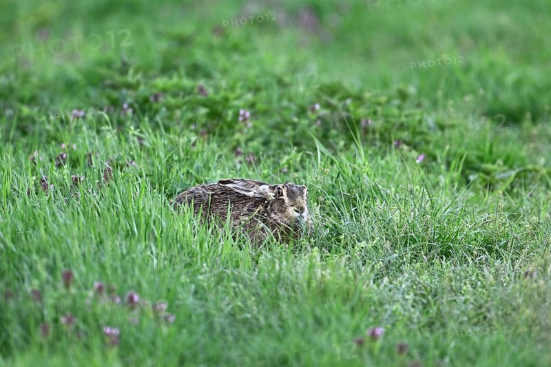 European hare (Lepus europaeus), in the Sasse, Lake Neusiedl National Park, Seewinkel, Burgenland, Austria, Europe