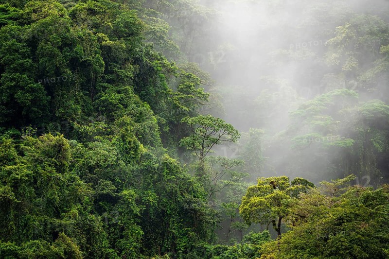 Fog drifts through the rainforest, treetops in the dense forest, mountain rainforest, Alajuela province, Costa Rica, Central America