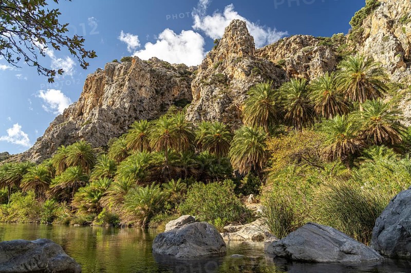 Phoenix theophrasti palms and the river Megalopotamos in the gorge of Preveli, Crete, Greece, Europe
