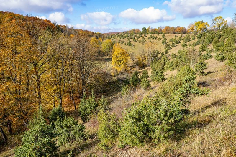 Juniper heath in autumn, common juniper (Juniperus communis), trees with yellow discoloured leaves, Craula juniper heath, near Craula, Thuringia, Germany, Europe