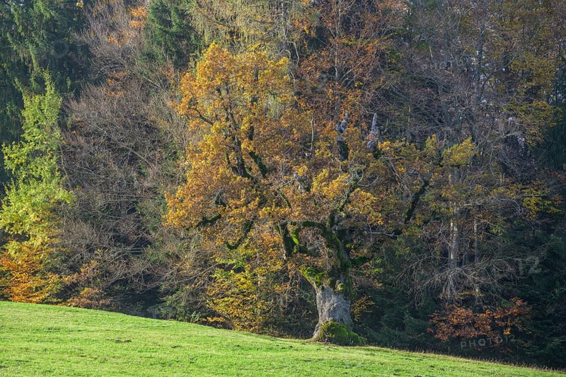 Old oak with autumn leaves, Borgo Valsugana, Valle di Sella, Trentino, Italy, Europe