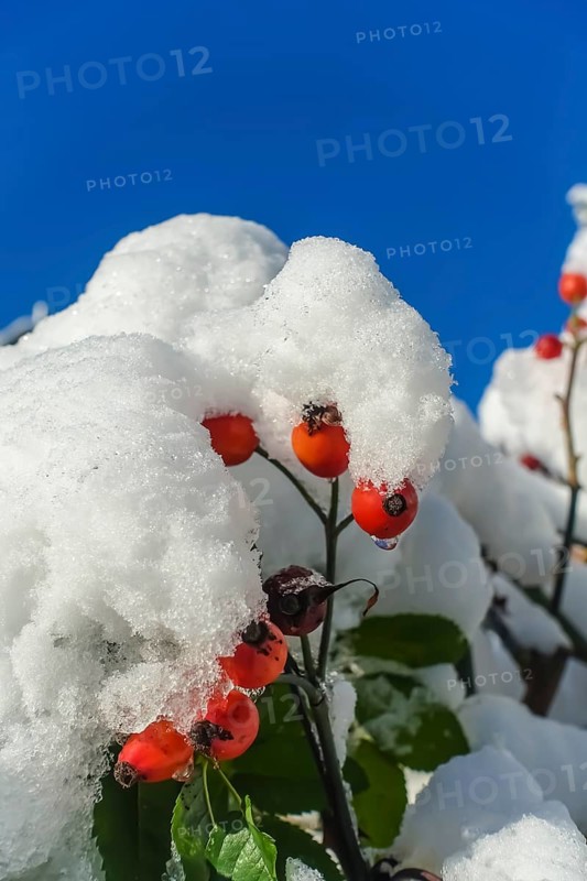 Rose hips with snow cap, blue sky, red berries, fruits of the dog rose (Rosa canina), winter, mood, blue sky, cold, Christmas card, motif, Germany, Europe