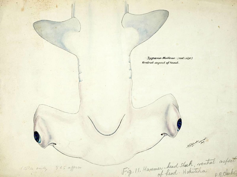 Smooth hammerhead, Sphyrna zygaena, Hammerhead shark, fish, reproduction of an original, by Frank Edward Clarke (b. 1849, d. 1899), ichthyologist and scientific draughtsman