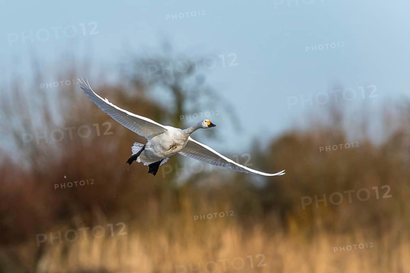 Tundra Swan, Bewick's Swan, Cygnus columbianus in flight at winter in Slimbridge, England, United Kingdom, Europe