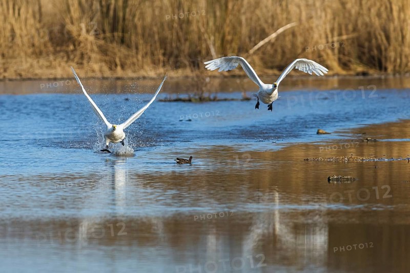 Tundra Swan, Bewick's Swan, Cygnus columbianus in flight at winter in Slimbridge, England, United Kingdom, Europe