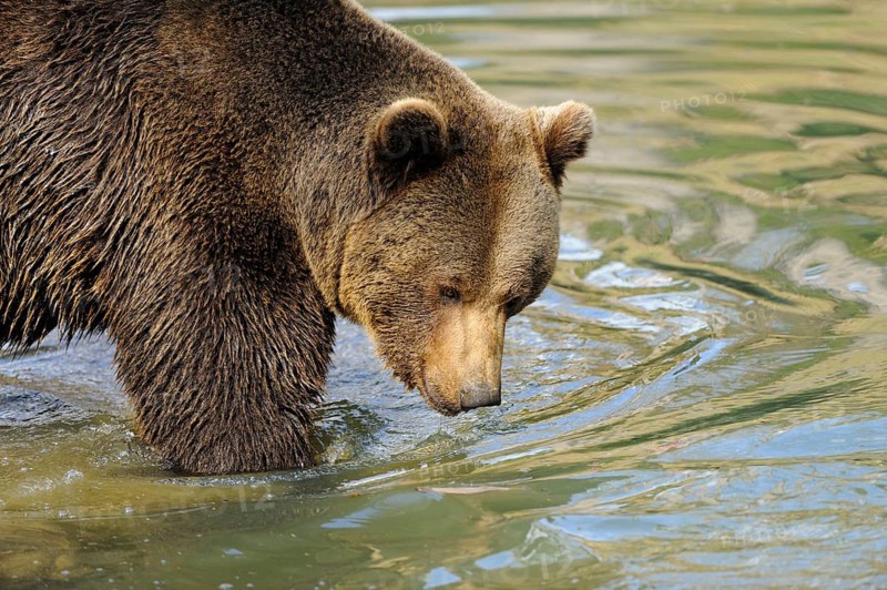 Garden tiger moth standing at the edge of a body of water and looking into the water, Eurasian brown bear (Ursus arctos arctos), Bavarian Forest National Park