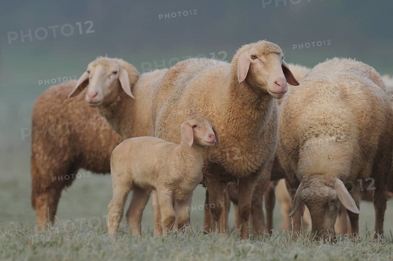 Lamb standing next to adult sheep on a green pasture, domestic sheep (Ovis orientalis aries), Franconia