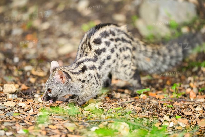 Common genet (Genetta genetta), wildlife in a forest, Montseny National Park, Catalonia, Spain, Europe