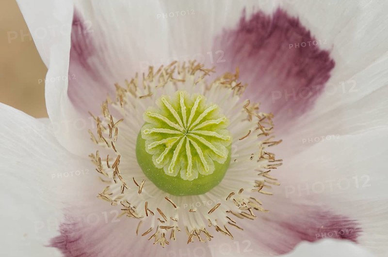 Close-up of a white poppy with purple spots, showing the fine details of the flower, opium poppy (Papaver somniferum)