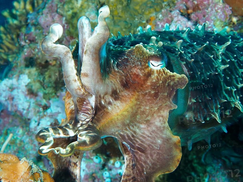 Close-up of a colourful broad-armed sepia (Sepia latimanus) in a coral-rich environment, dive site Close Encounters, Permuteran, Bali, Indonesia, Asia