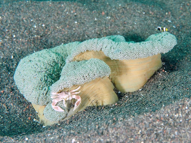 A porcelain crab, spotted porcelain crab (Neopetrolisthes maculatus), sitting on a green, wavy Haddon's carpet anemone (Stichodactyla haddoni) on the sandy bottom, dive site Puri Jati, Umeanyar, Bali, Indonesia, Asia