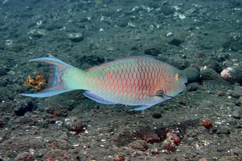 Nose hump parrotfish (Scarus rubroviolaceus), parrotfish, with blue and pink scales swims near the seabed, dive site USAT Liberty, Tulamben, Bali, Indonesia, Asia