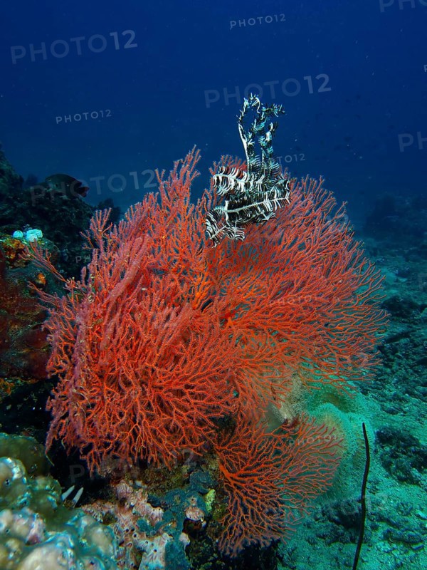 Red knot fan (Melithaea ochracea) with feather star in the ocean, diversity of the underwater world, dive site Twin Reef, Penyapangan, Bali, Indonesia, Asia