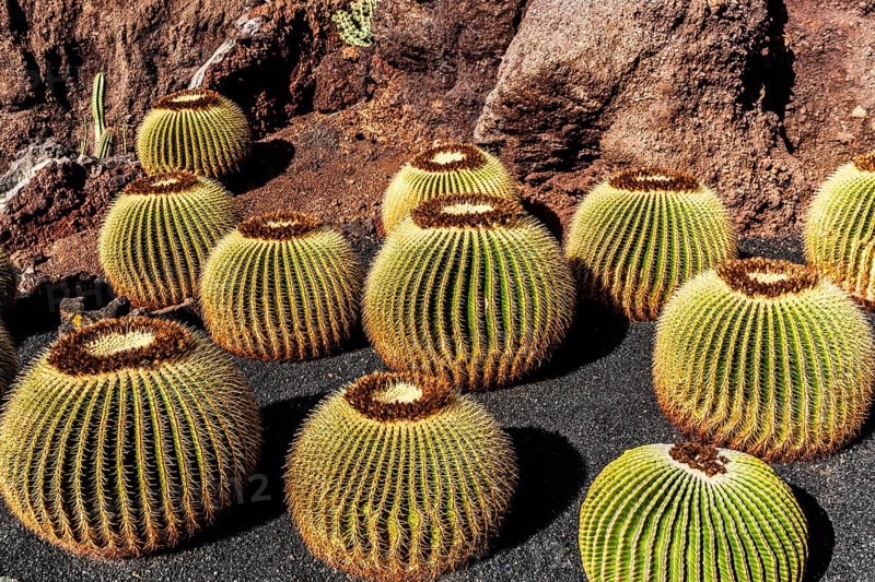 2016, Guatiza, Lanzarote, Jardin de Cactus by Cesar Manrique, ESP, Spain, Canary Islands, Canary Islands, Atlantic Ocean, Lanzarote, biosphere reserve, volcano, volcanism, volcanic island, island, recording date, Europe
