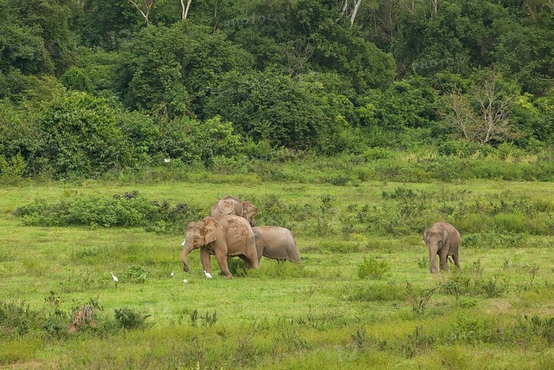 Indian elephants (Elephas maximus indicus), Khiri Khan, Hua Hin, Kui Buri National Park, Thailand, Asia