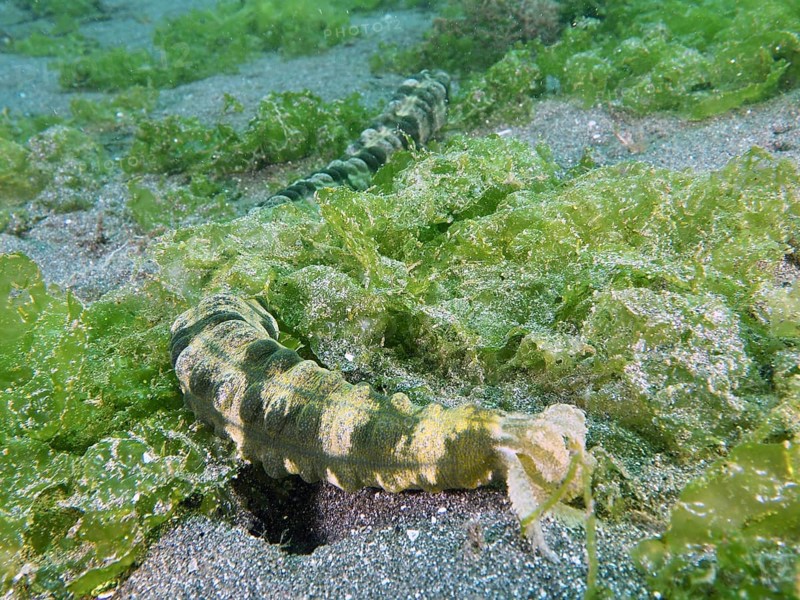 Snake-like sea creature, Feather mouth sea cucumber (Synapta maculata), wriggling through green algae on the sandy bottom, dive site Secret Bay, Gilimanuk, Bali, Indonesia, Asia