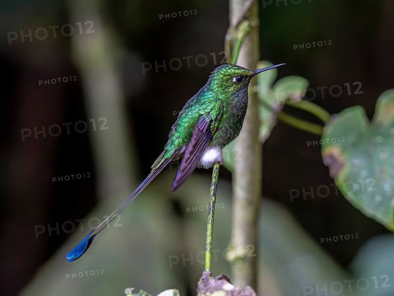 White-booted racket-tail (Ocreatus underwoodii), Mindo Forest Reserve, Mindo, Ecuador, South America