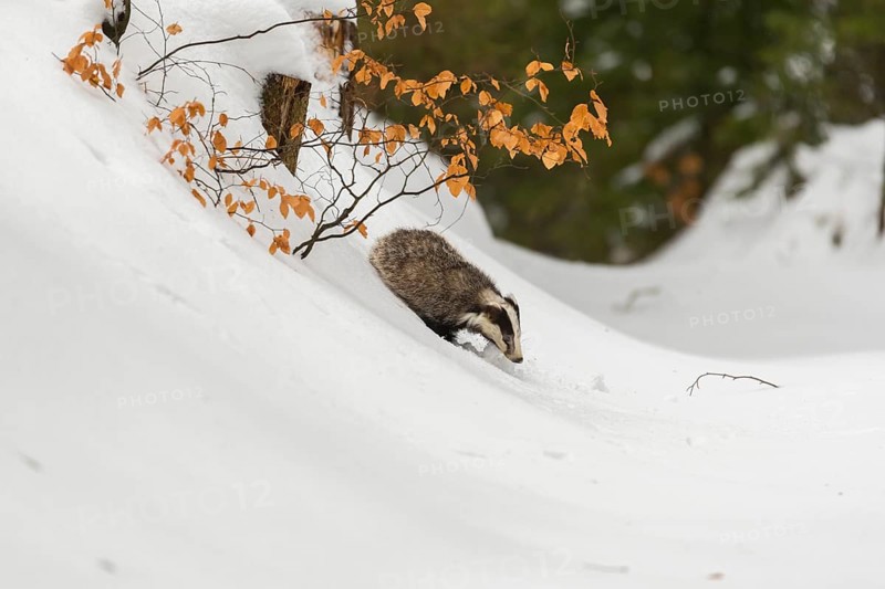 One young European badger (Meles meles) walking through a ravine in deep snow