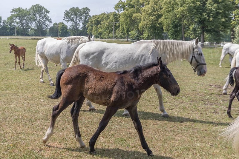 Kladruber horse, mare with foal, National Stud Farm Kladruby nad Labem