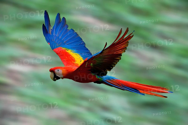 Flying Hybrid Scarlet x Great Green Macaw (Ara macao x militaris), Costa Rica, Central America