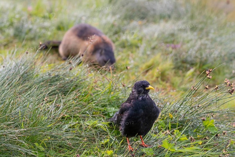 One young Alpine chough or yellow-billed chough (Pyrrhocorax graculus) stands on grass in the Grossglockner Mountains region. A marmot sits in the background