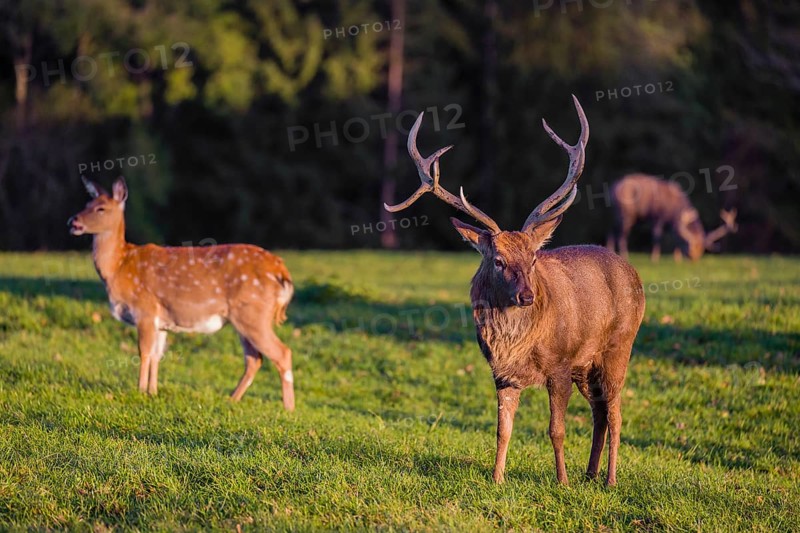 One male and one female Dybowsky deer (Cervus nippon hortulorum) stand on a green meadow. First morning light