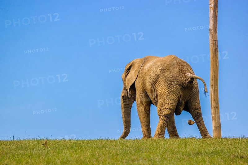 An adult female African elephant (Loxodonta africana) stands on a meadow and defecates