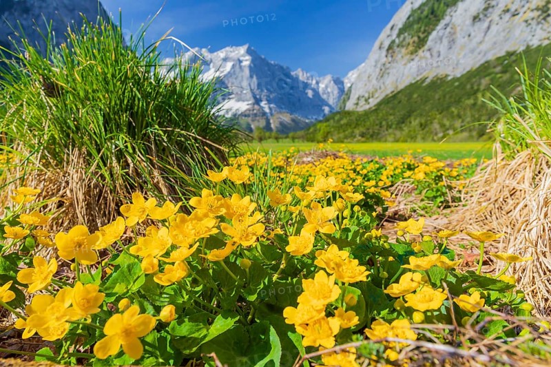 Caltha palustris, marsh-marigold or kingcup growing at the Nature conservancy area Grosser Ahornboden. in springtime. Karwendel Mountains, Austria, Europe