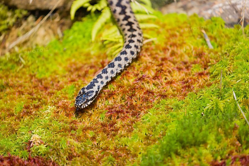 One Vipera berus, the common European adder or common European viper, creeps over moss and rocks