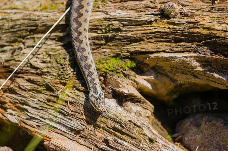 One Vipera berus, the common European adder or common European viper, creeps over moss and rocks