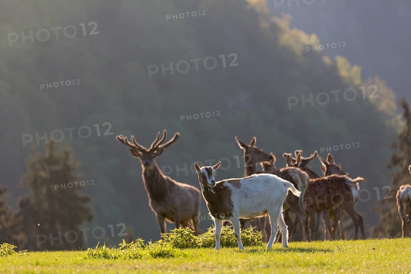 Group of Red Deer, Cervus elaphus, early morning, backlight with a goat accompanying the herd