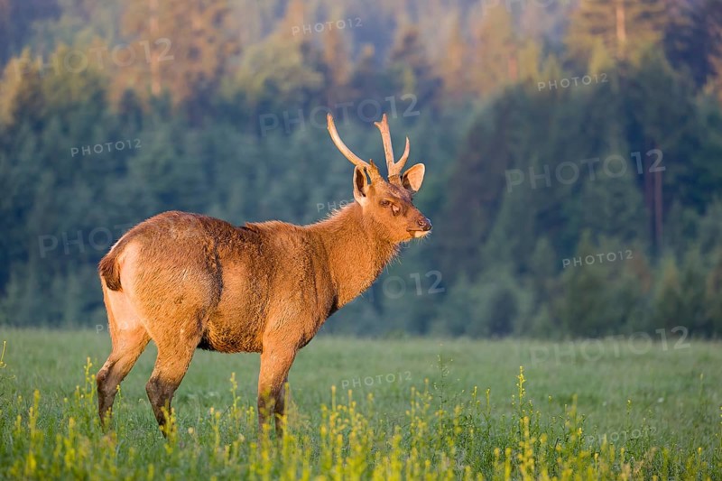 A Sambar stag (Rusa unicolor), stands on a meadow in first morning light