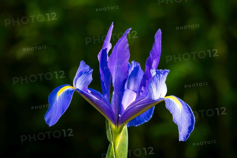 Blue-flowering iris in the garden, flower with yellow background. Single blossom, cropped in front of a blurred green background