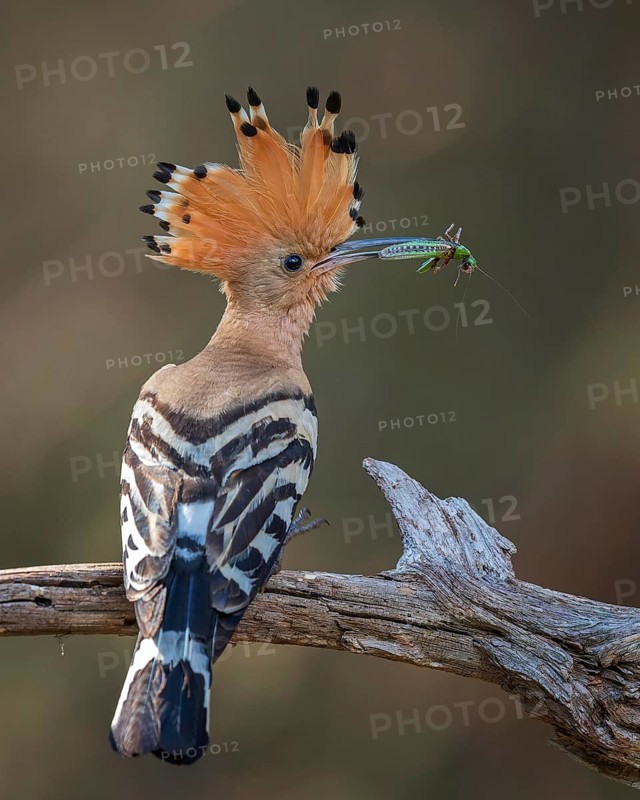 Hoopoe (Upupa epops) Bird of the Year 2022, male with grasshopper as food for the young birds, foraging, erected canopy, Middle Elbe Biosphere Reserve, Saxony-Anhalt, Germany, Europe