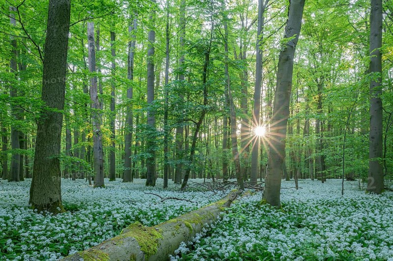 Near-natural deciduous forest with flowering wild garlic (Allium ursinum), sun star, Hainich National Park, Thuringia, Germany, Europe