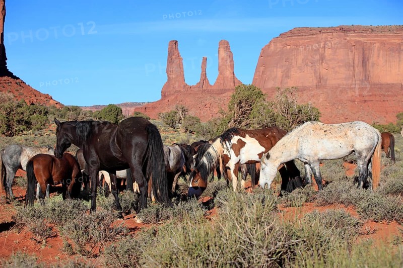 Mustang, (Equus caballus), horses, group, herd, Monument Valley, Utah, USA, North America