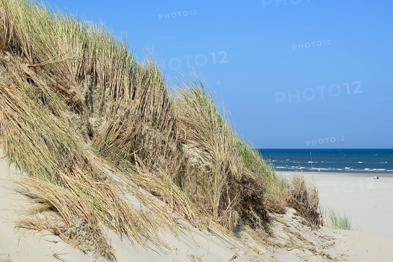 High dune with marram grass (Ammophila arenaria), North Sea, Juist, East Frisian Islands, Lower Saxony, Germany, Europe
