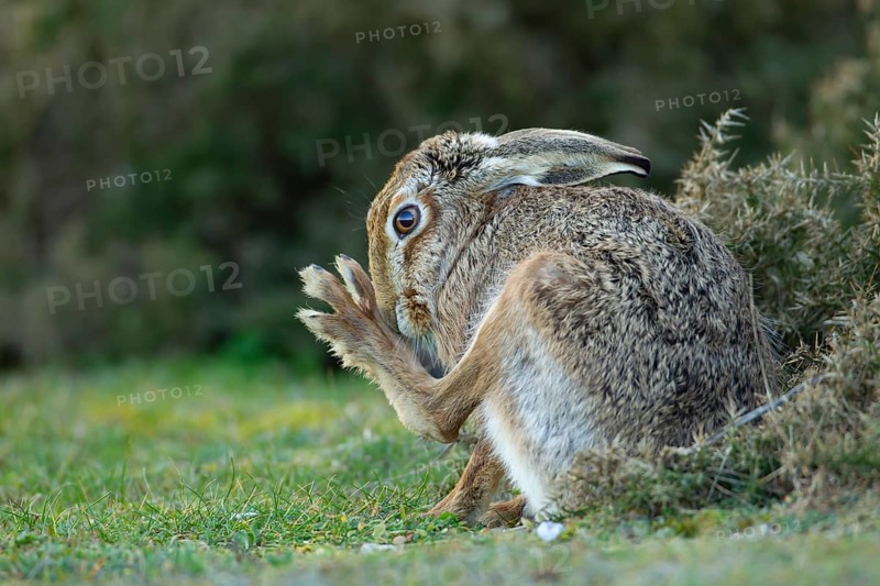 European brown hare (Lepus europaeus) adult animal washing its foot in grassland, England, United Kingdom, Europe