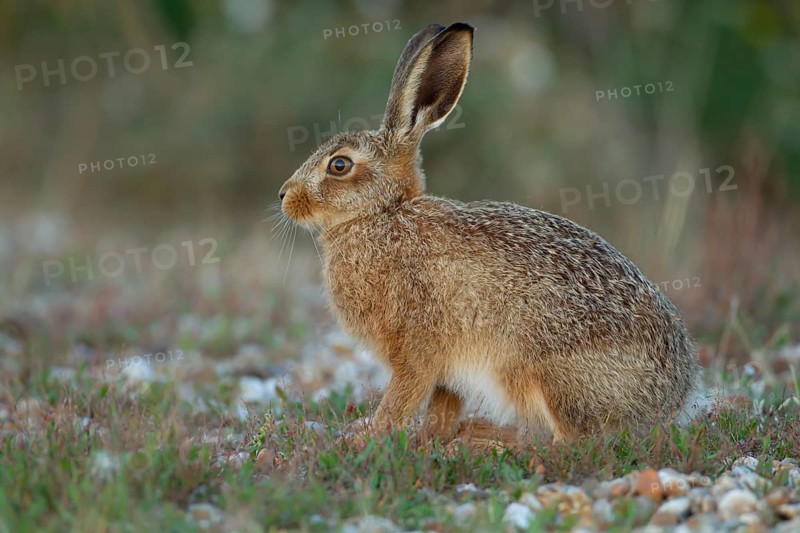 European brown hare (Lepus europaeus) juvenile baby leveret animal in grassland in the summer, England, United Kingdom, Europe